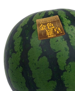 〈翠然フルーツ〉金色羅皇 (こんじきらおう) スイカ