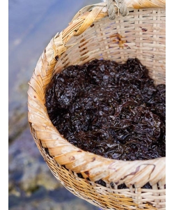 〈北海道／松前さくら漁業共同組合〉 幻の天然岩海苔