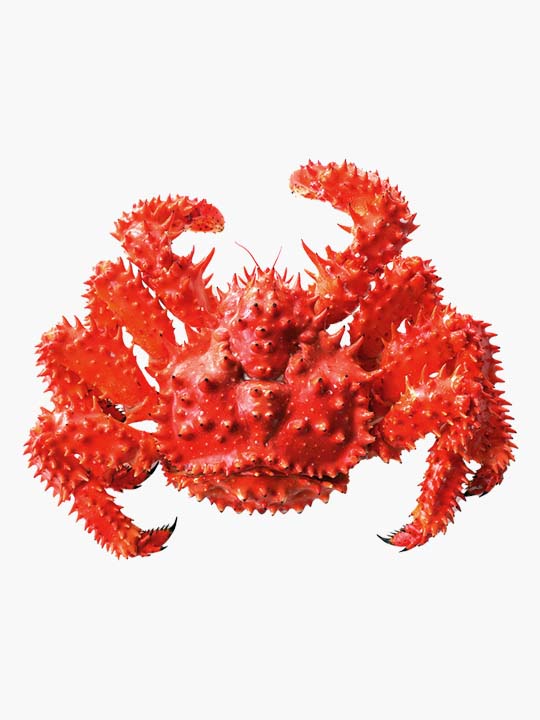 北海道／マルダイ水産] 超特大 花咲ガニ姿【チルド/堅蟹指定