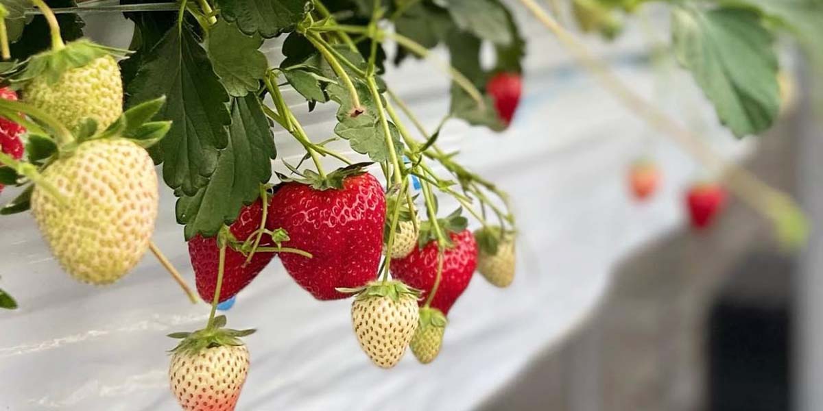 特注大玉 おいCベリー【木箱入高級いちご】 | 高級フルーツ