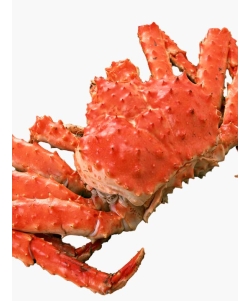 〈マルダイ水産〉超特大 タラバガニ姿 [堅ガニ・身入率90%以上] ／銘品百選