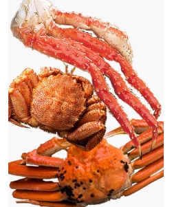 〈マルダイ水産〉特大 かに3種食べ比べ [堅ガニ・身入率90%以上] ／タラバガニ脚・ズワイガニ・毛ガニ