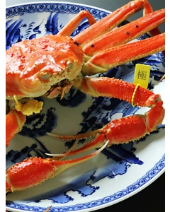 〈福井/越前かに成前〉越前ガニ「極」/最上級 ※ハイシーズン
