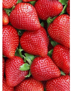 〈EJ Premier Fruits〉静岡県産おいCベリー